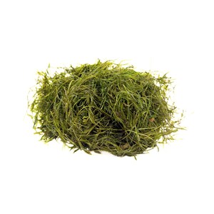 May include: A dense, rounded cluster of fine, dark green aquatic plant matter. The texture is fibrous and tangled, consisting of numerous thin, needle-like strands that create a messy, organic shape against a plain white background.