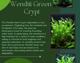 1/3/5 Potted Wendtii Green Crypt (Cryptocoryne Wendtii 'Green') by Shore Aquatic - Lush Greenery for Aquatic Bliss