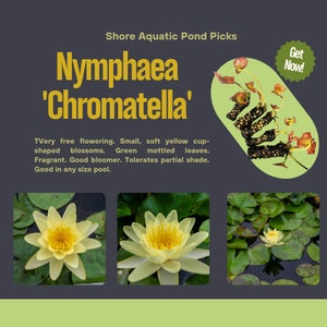 Nymphaea &#39;Chromatella&#39; - Fragrant Yellow Water Lily for All Pond Sizes
