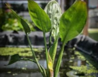 Cryptocoryne Pontederiifolia (Buy 2, Get 1 Free) freshwater aquarium plant