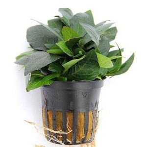 Hygrophila Compacta, Hygro corymbosa v. Compacta freshwater aquarium potted plant (Buy 2, Get 1 Free)