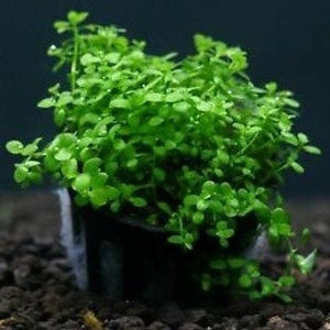 Monte Carlo Micranthemum Glomeratus freshwater aquarium plant (Buy 2, Get 1 Free)