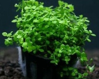 Monte Carlo Micranthemum Glomeratus freshwater aquarium plant (Buy 2, Get 1 Free)