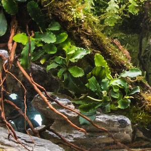 May include: A lush aquatic arrangement featuring vibrant green Bucephalandra plants with wavy leaves, nestled among textured grey rocks and dark brown driftwood roots. The composition includes patches of moss and fine aquatic foliage.