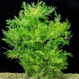 Buy 2 Get 1 Free Wisteria, Hygrophila Difformis potted aquarium plant