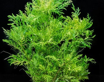 Buy 2 Get 1 Free Wisteria, Hygrophila Difformis potted aquarium plant