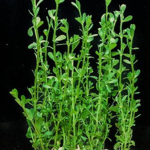 Buy 2 Get 1 Free Moneywort | Bacopa Monnieri potted freshwater aquarium plant | Shore Aquatic