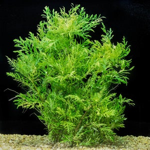 Buy 2 Get 1 Free | Water Wisteria (Hygrophila difformis) | - Live Aquarium Plant