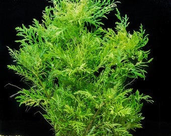 Achetez-en 2, obtenez-en 1 gratuit | Glycine aquatique (Hygrophila diffformis) | - Plante d'aquarium vivante