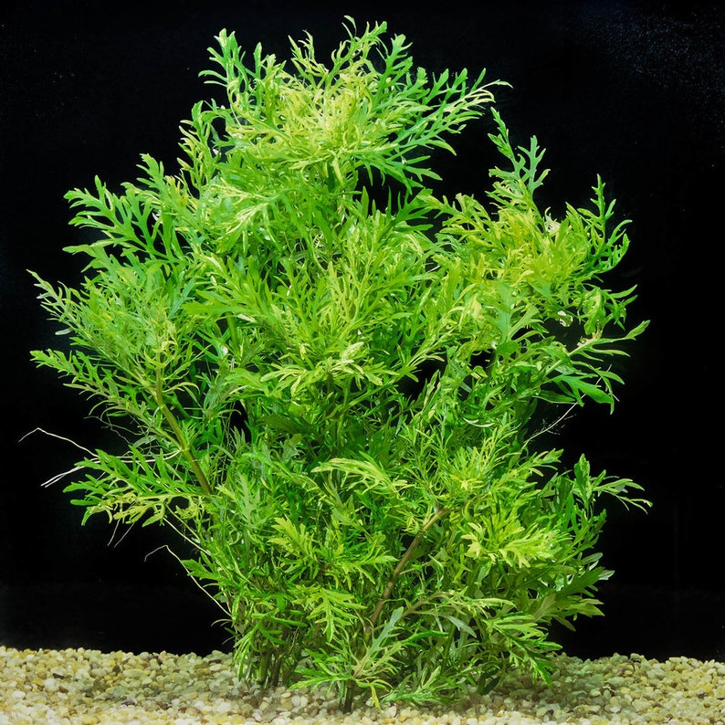 Buy 2 Get 1 Free Water Wisteria Hygrophila difformis Live Aquarium Plant image 1