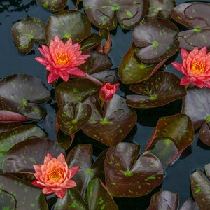 Vibrant Nymphaea 'Wanvisa' Award-Winning Hardy Water Lily for Medium to Large Ponds image 6