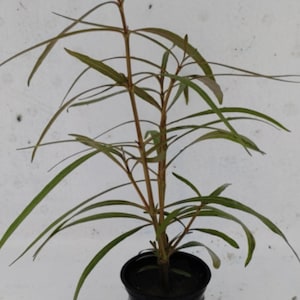 Hygrophila Araguaia freshwater potted aquarium plant (Buy 2, Get 1 Free)