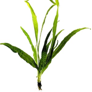 Java Fern Leptochilus pteropus-Buy 2 Get 1 FREE