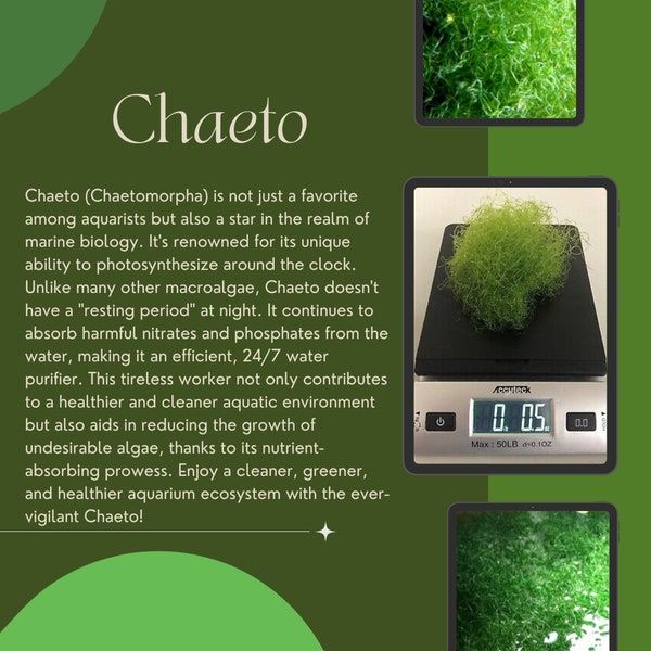 Premium Chaeto Macro Algae - Clean, Pest-Free, Aquacultured - Ideal for Refugiums - Saltwater Aquariums - 5g, 10g, 2oz Options