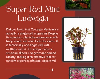 Super Red Mini Ludwigia - Vibrant Freshwater Aquatic Plant - Potted - Rich, Red Color - 1/3/5 Pot Pack Options