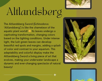 Altlandsberg Sword - Premium Aquatic Plant - Vibrant & Hardy - Ideal for Aquascaping - 1/3/5 Plant Packs