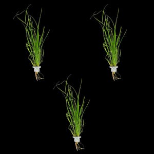 3X Cyperus Helferi + 1 Bonus Plant (Tropical Live Aquarium Plants) 2-Day Arrival
