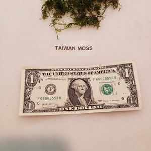 Taiwan Moss-live aquarium plant Buy 2, Get 1 FREE Taxiphyllum Alternans image 4