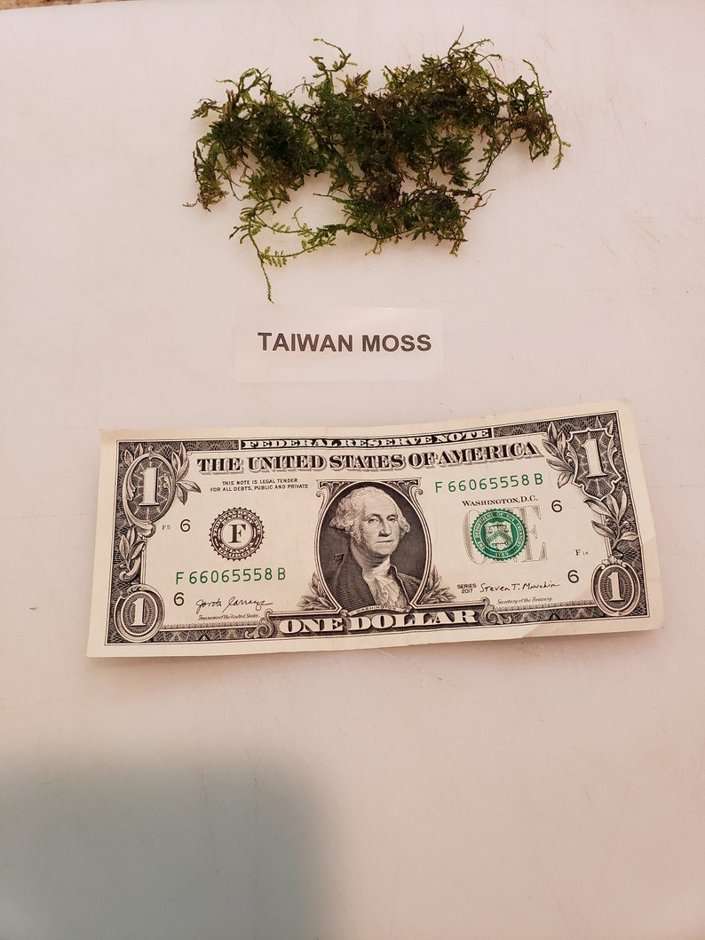 Taiwan Moss-live aquarium plant Buy 2, Get 1 FREE Taxiphyllum Alternans image 4