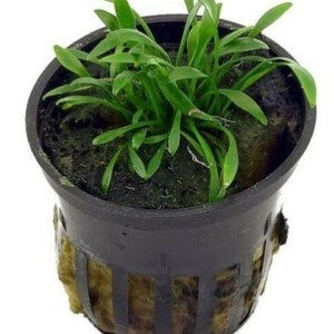 Cryptocoryne Parva freshwater aquarium potted plant (Buy 2, Get 1 Free)