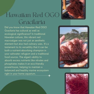 Hawaiian Red OGO Gracilaria: Saltwater Refugium Macroalgae