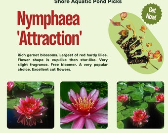 Nymphaea 'Attraction' Water Lily: Garnet Blossoms for Small/Medium to Large Ponds