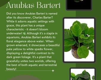 Anubias Barteri - Robust & Elegant Aquatic Plant - Perfect for All Aquariums - Available in 1/3/5 Plant Packs