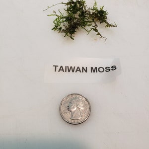 Taiwan Moss-live aquarium plant Buy 2, Get 1 FREE Taxiphyllum Alternans image 3