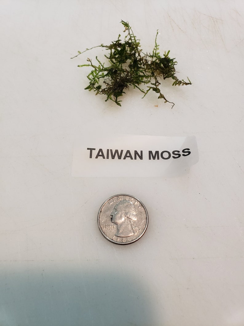 Taiwan Moss-live aquarium plant Buy 2, Get 1 FREE Taxiphyllum Alternans image 3