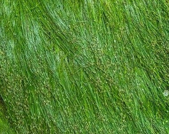 Eleocharis Parvula Dwarf Hairgrass Plant Mat 10X10 Aquarium Plant