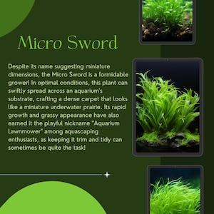 Potted Micro Sword: Lilaeopsis brasiliensis Aquarium Plant