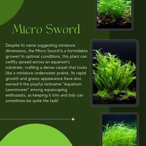 1/3/5 Potted Micro Sword lilaeopsis Brasiliensis by Shore Aquatic Miniature  Elegance for Vibrant Aquarium Carpets - Etsy