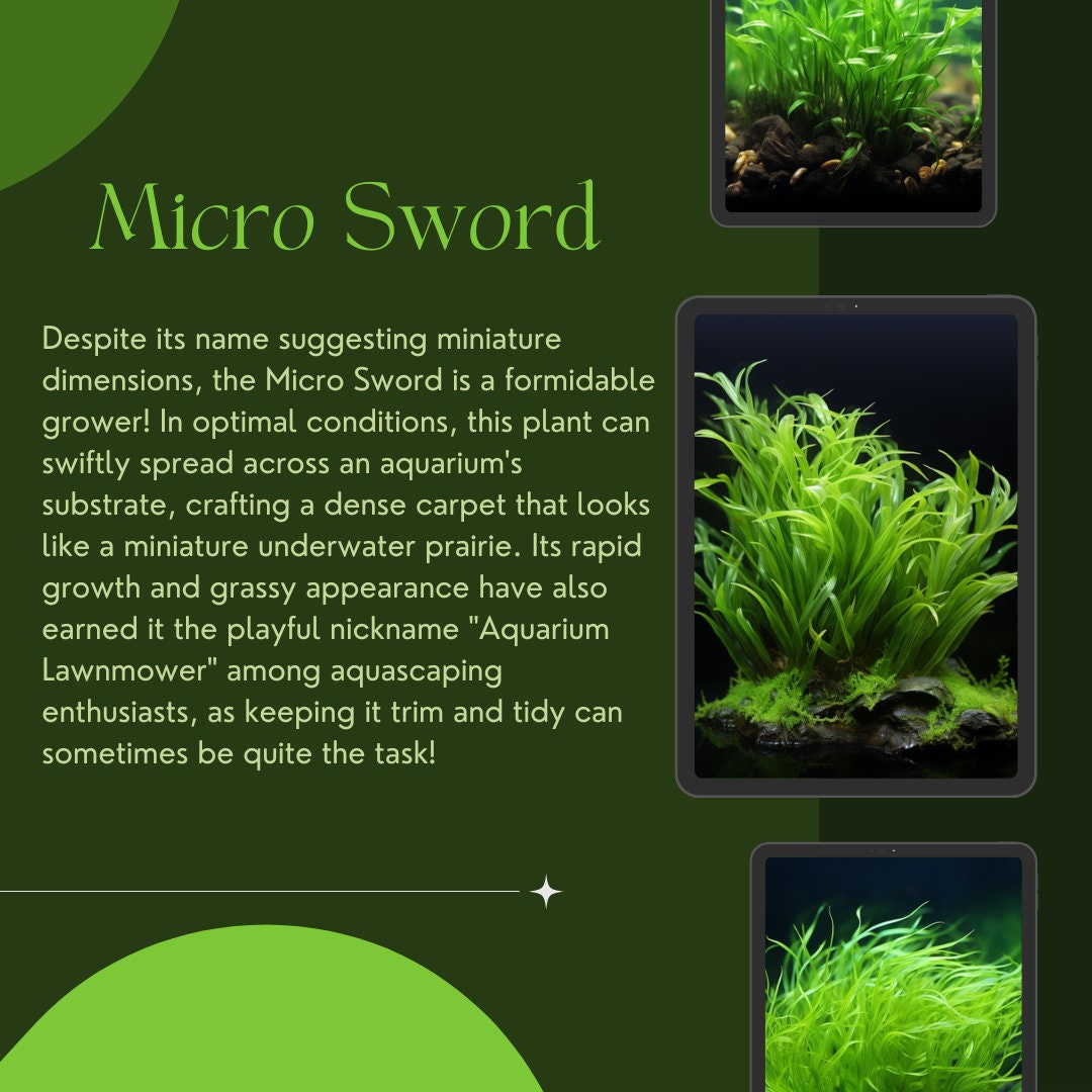 Micro Sword lilaeopsis brasiliensis  Live Aquarium Plants Java  Moss Freshwater : Pet Supplies