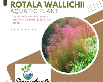 Rotala Wallichii Aquatic Plant - Vibrant Freshwater Stems - 1/3/5 Bunch Pack Options