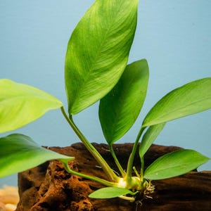 May include: A vibrant green aquatic plant with elongated, pointed leaves attached to a thick, light-colored rhizome. The plant is anchored to a dark, textured piece of driftwood, showcasing visible white roots extending from the base of the stem.