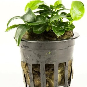 Nana Petite Anubias aquarium plant potted, (Buy 2 Get 1 FREE)