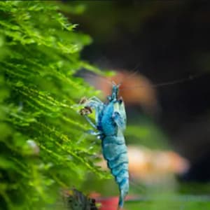 May include: A blue freshwater shrimp with a white stripe on its back, swimming near green moss in an aquarium.