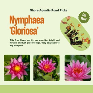 Nymphaea &#39;Gloriosa&#39; Red Water Lily Packs - Hardy Pond Plants for Small to Large Ponds