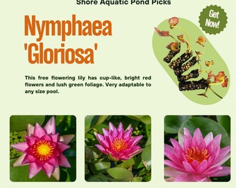 Nymphaea 'Gloriosa' Red Water Lily Packs - Hardy Pond Plants for Small to Large Ponds