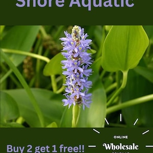 Buy 2 Get 1 Free Blue Pickerel (Pontederia spp.) | Wholesale Pricing | Live Pond Plant | Shore Aquatic