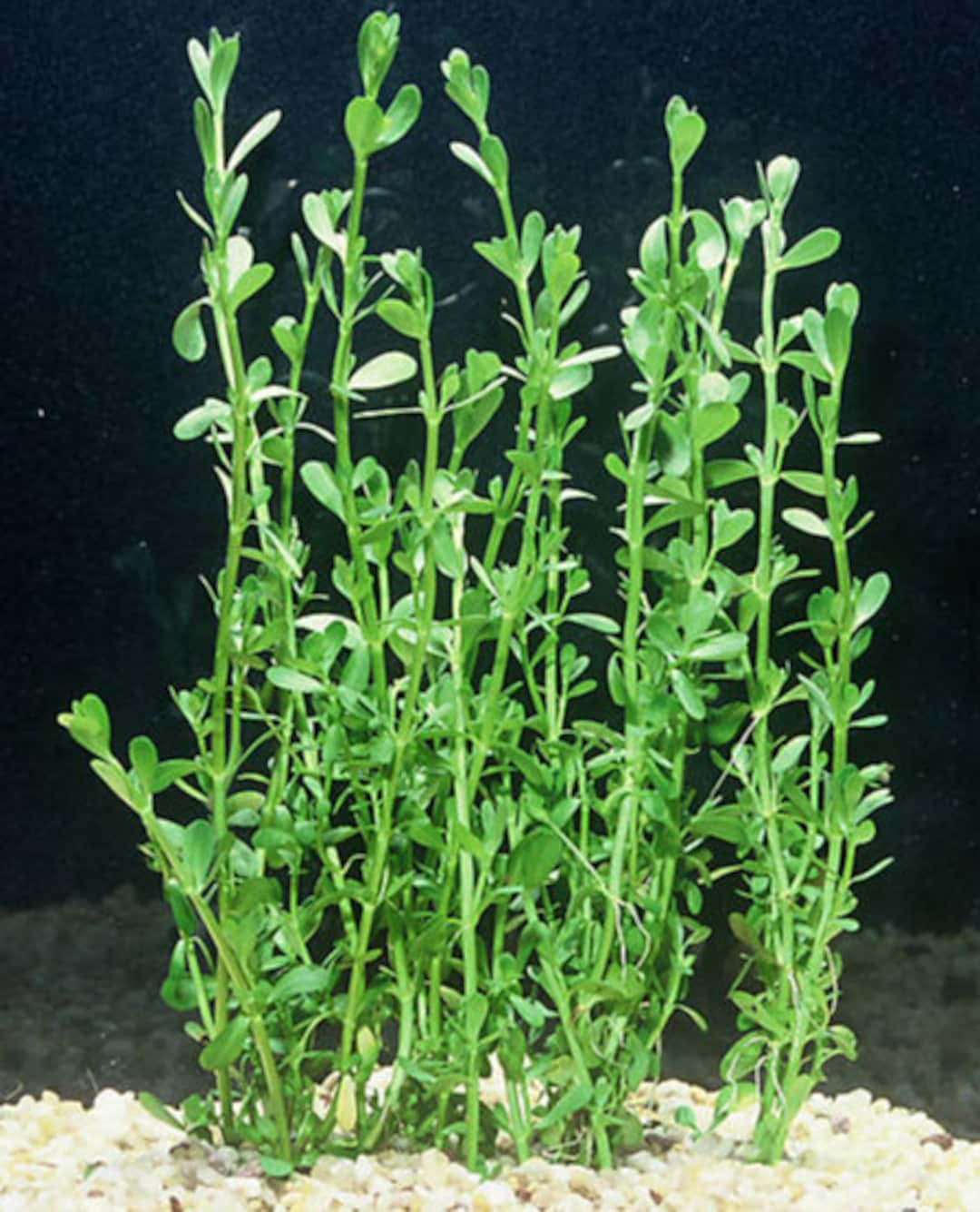 Moneywort, Bacopa Monnieri potted freshwater aquarium plant Buy 2, Get 1 Free Etsy.de