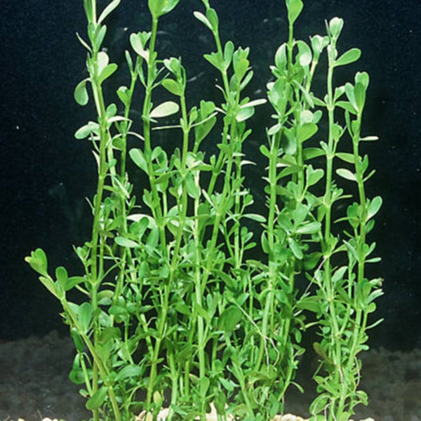 Moneywort, Bacopa Monnieri potted freshwater aquarium plant (Buy 2, Get 1 Free)