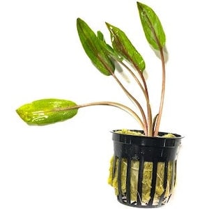 Cryptocoryne Undulata potted freshwater aquarium plant (Buy 2, Get 1 Free)
