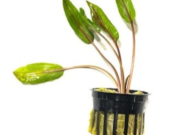 Cryptocoryne Undulata potted freshwater aquarium plant (Buy 2, Get 1 Free)