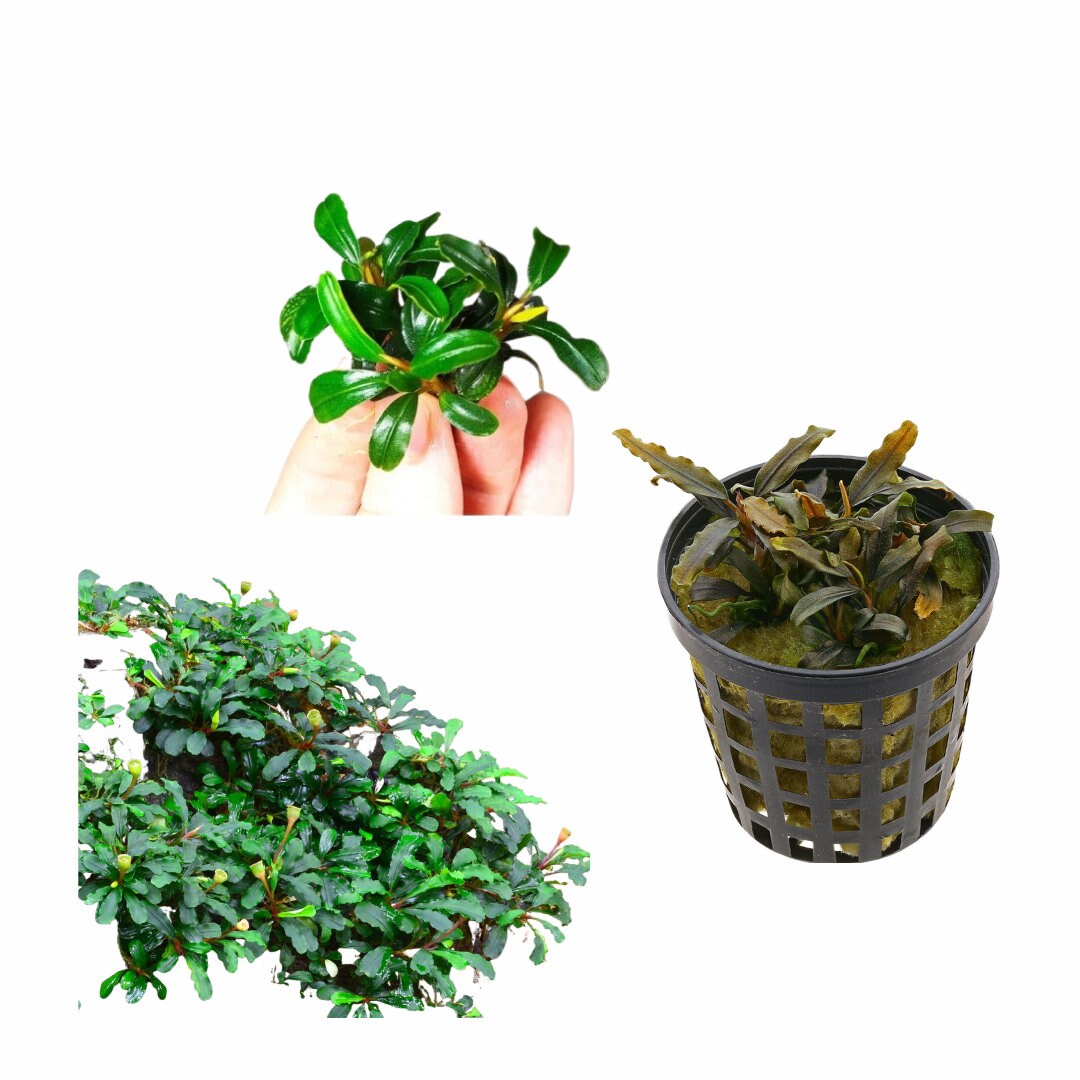 Bucephalandra Quad-pack - Exquisite Aquatic Greens - 4 Unique