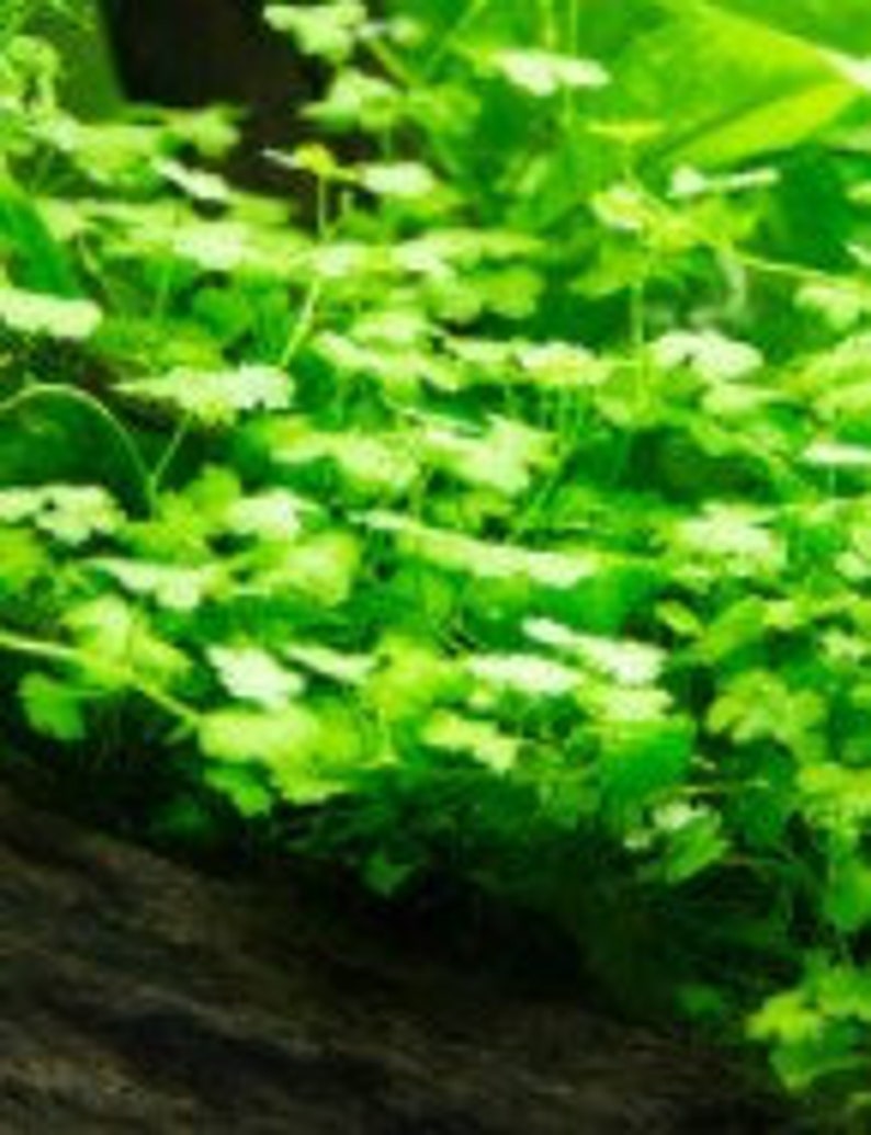 Hydrocotyle cf. tripartita, Hydrocotyle sp. 'Japan' or Hydrocotyle sp. 'Australia' Plant Mat 10X10 Aquarium Plant image 3