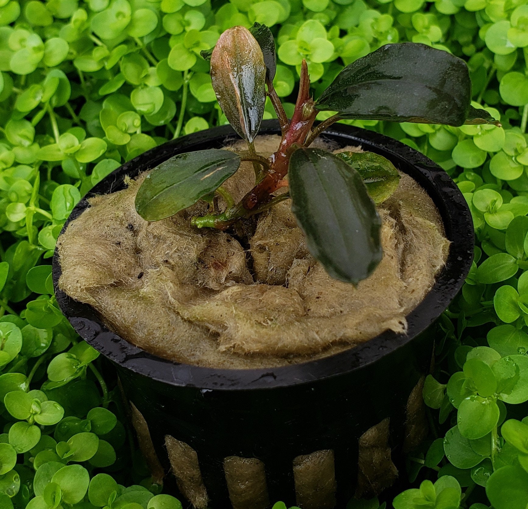 Bucephalandra Rainbow Marble Potted Aquarium Plant 3 Pack RARE - Etsy
