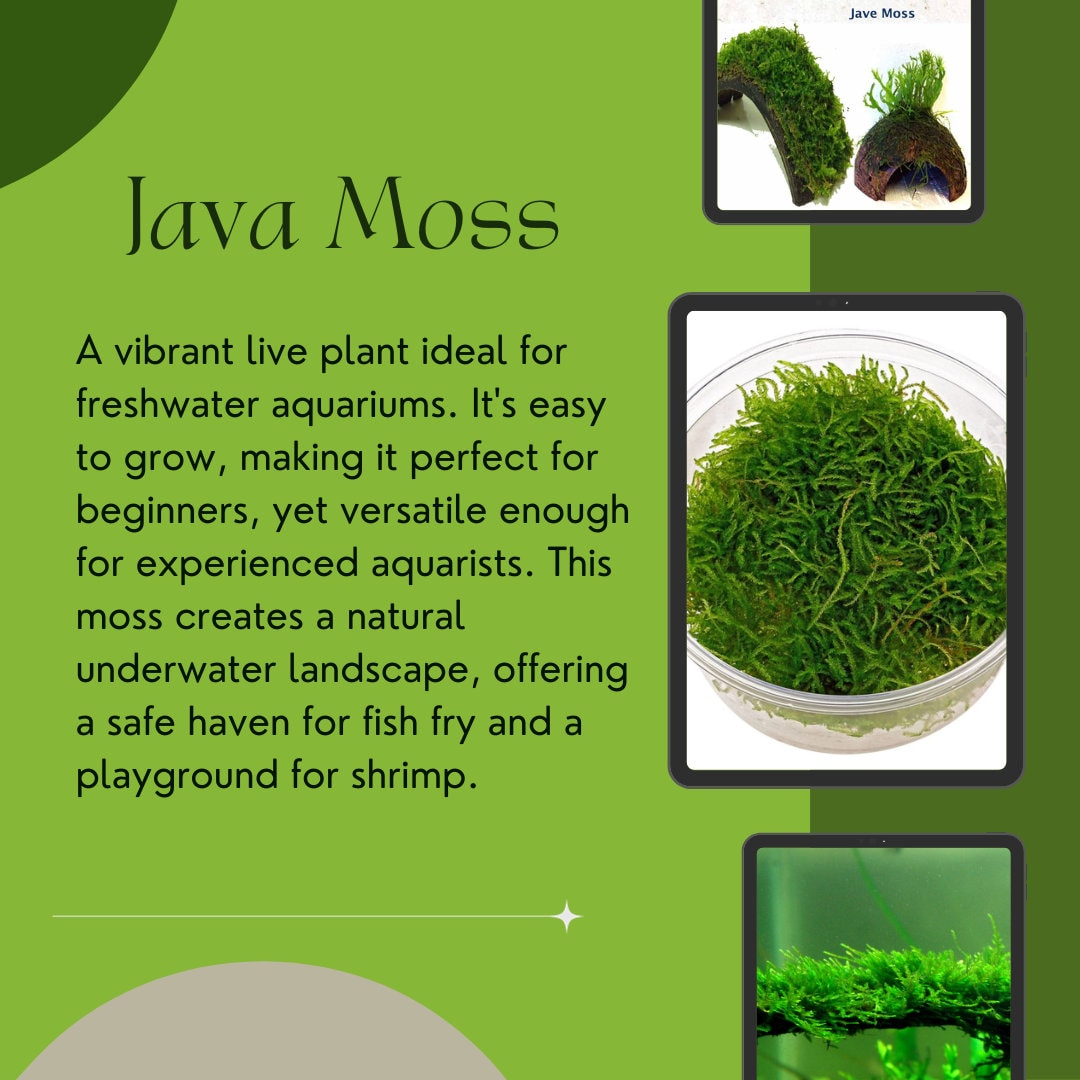 Shore Aquatic's Premium Java Moss 2 Day Shipping Free - Etsy