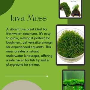 Shore Aquatic&#39;s Premium Java Moss 2 Day Shipping Free