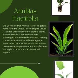 Anubias Hastifolia Freshwater Aquarium Plant by Shore Aquatic - Enhance Your Aquascape, 1/3/5 Pack Options!